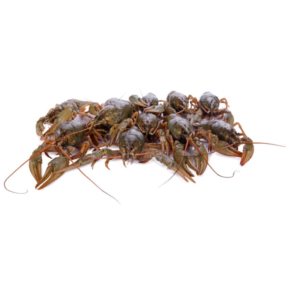South Coast Seafood Fresh Live Crawfish