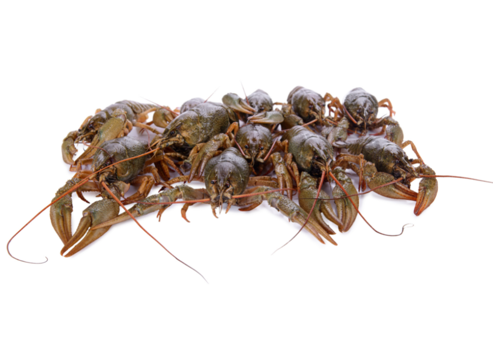 South Coast Seafood Fresh Live Crawfish