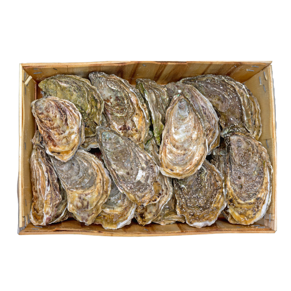 South Coast Seafood Fresh Oyster Box